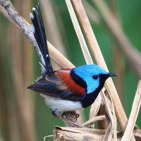 Lovely Fairywren